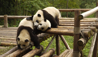 View Chengdu Travel Guide