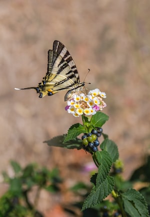 Kerkyra Photo  №3