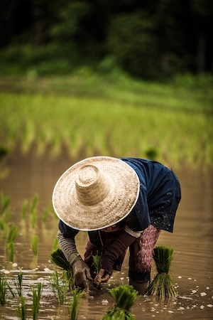 Chiang Mai Photo  №7