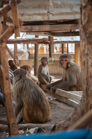 Mandalay Photo  №4