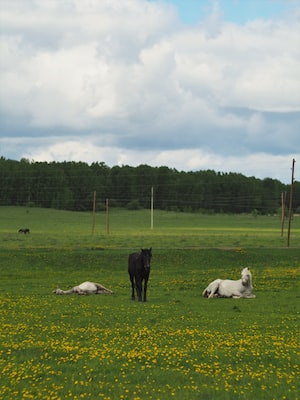 Novosibirsk Photo  №2