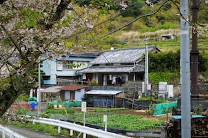 Shizuoka Photo  №6