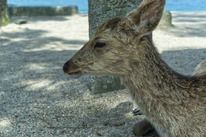 Hiroshima Photo  №8