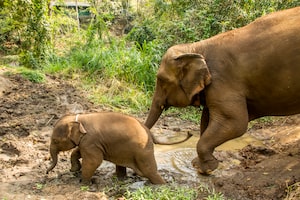 Chiang Mai Photo  №4