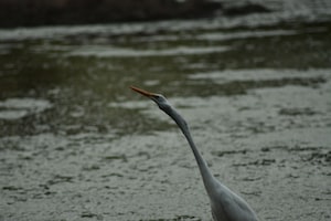 Fortaleza Photo  №4