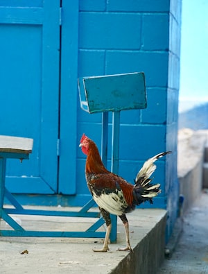 Port-Au-Prince Photo  №3