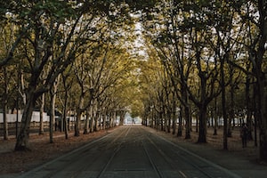 Bordeaux Photo  №3