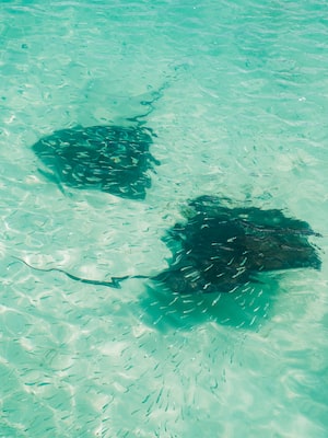 Nassau Photo  №7