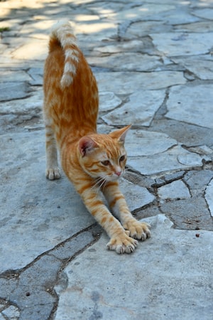 Alanya Photo  №3