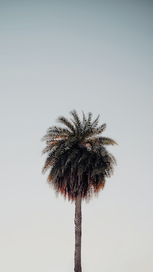 Nadi Photo  №3