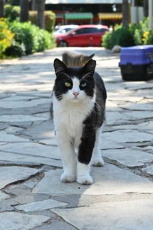 Alanya Photo  №3