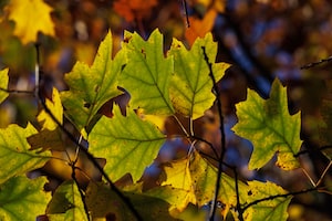 Halifax Photo  №2