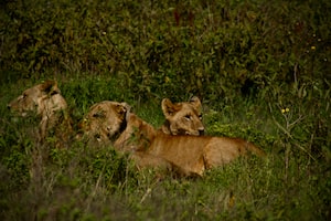 Nakuru Photo  №3