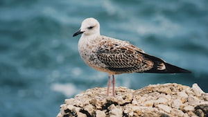 Constanta Photo  №1