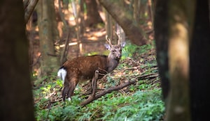 Kagoshima Photo  №8