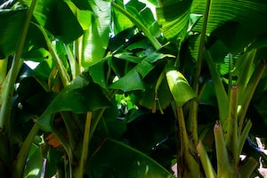 Managua Photo  №2
