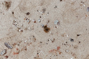 Port Elizabeth Photo  №4