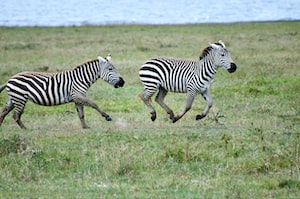 Nakuru Photo  №1