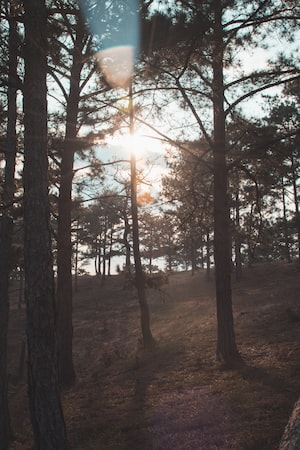 Dalat Photo  №1