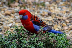 Canberra Photo  №3