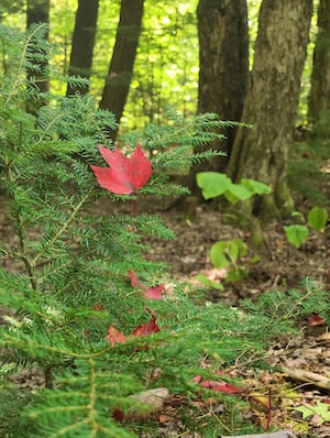 Fredericton Photo  №3