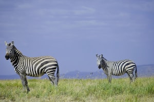 Nakuru Photo  №8