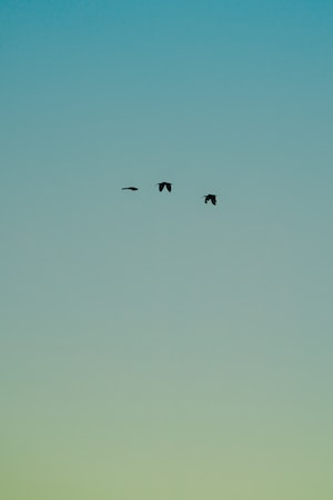Goiania Photo  №5