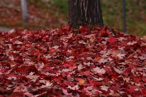 Kelowna Photo  №6