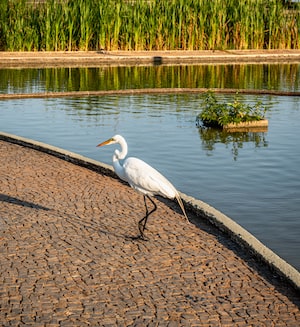 Brasilia Photo  №4