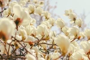 Suwon Photo  №6